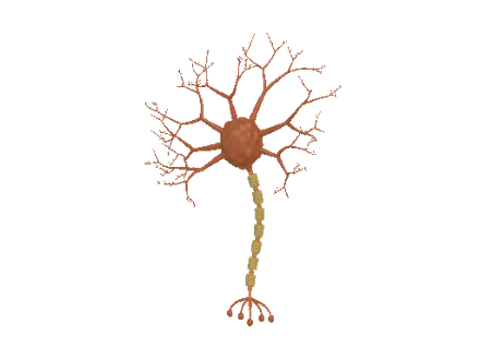 A neuron with branching dendrites and a long myelinated axon.